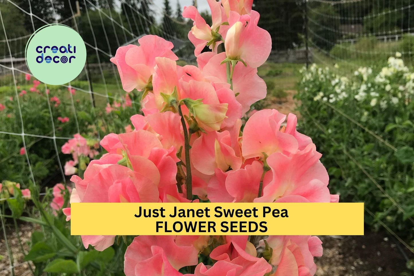 50+ Just Janet Sweet Pea Seeds – Soft Peach-Pink Fragrant Blooms for Garden Planting, Climbing Vines for Trellises – USA