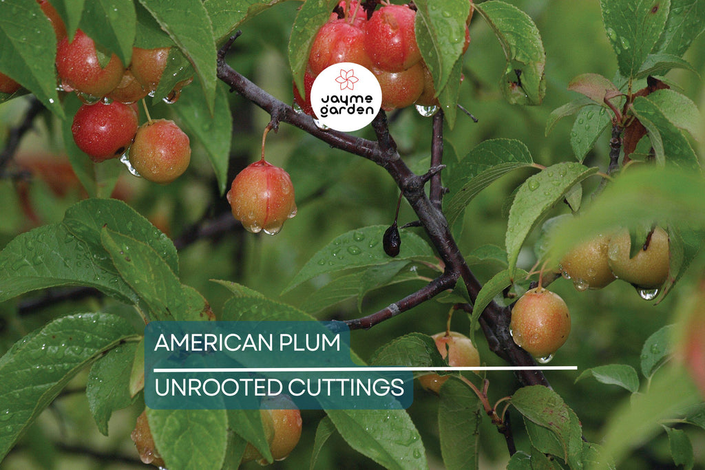 12 Wild American Plum Cuttings | Unrooted Edible Tree | Fresh, Wildlife Attractant |