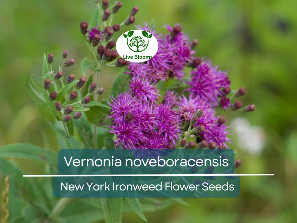 500 mg Seeds Vernonia noveboracensis (New York Ironweed) for Planting | Native Perennial Wildflower for Pollinator Gardens