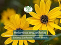250 mg Seeds Helianthus angustifolius (Swamp Sunflower) for Planting | Vibrant Native Wildflower for Wetlands & Pollinator Gardens