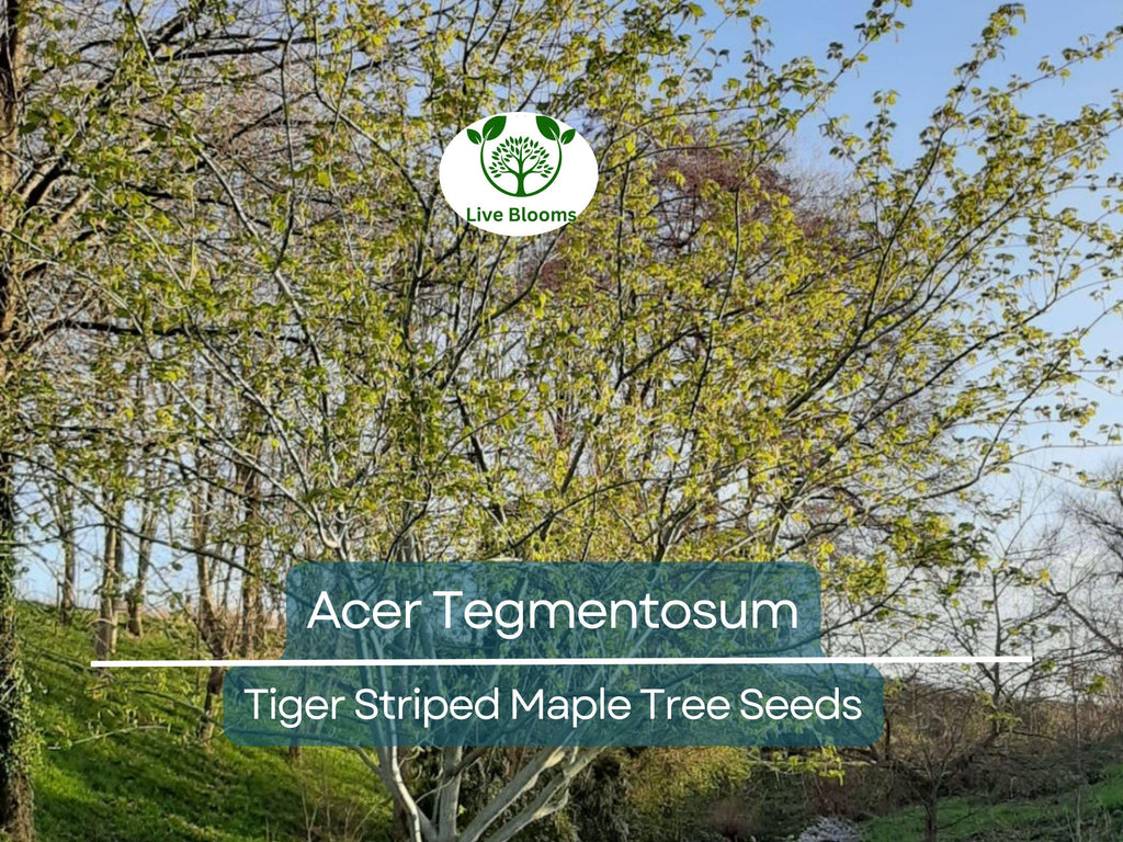 10 Seeds Acer Tegmentosum (Tiger Striped Maple) for Planting - Unique Tree for Landscaping, Gardens & Bonsai - Hardy, Ornamental Tree Seeds