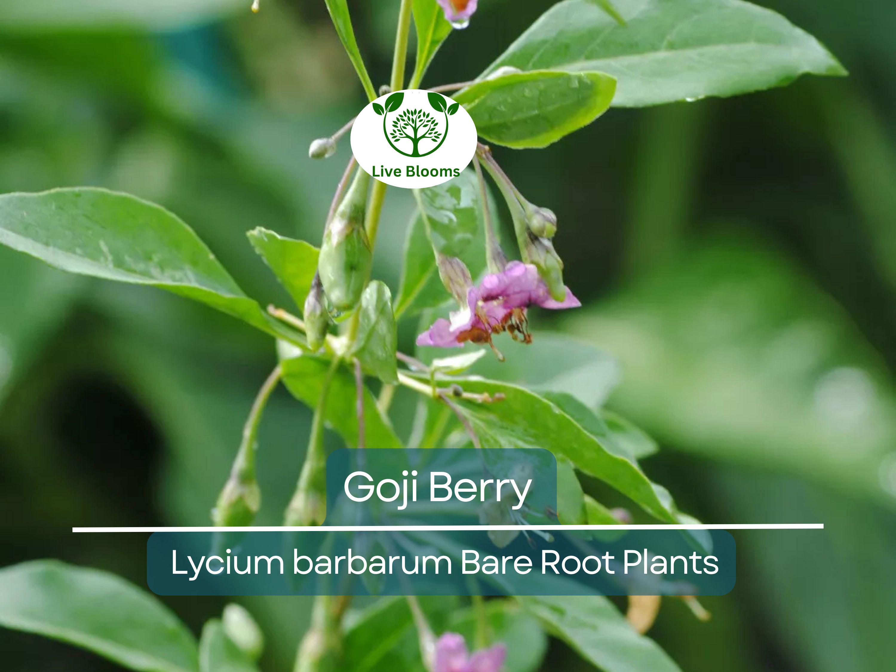 1 Goji Berry Lycium barbarum Bare Root Plants (Wolfberry) - Superfruit Shrub, Hardy Perennial, Non-GMO
