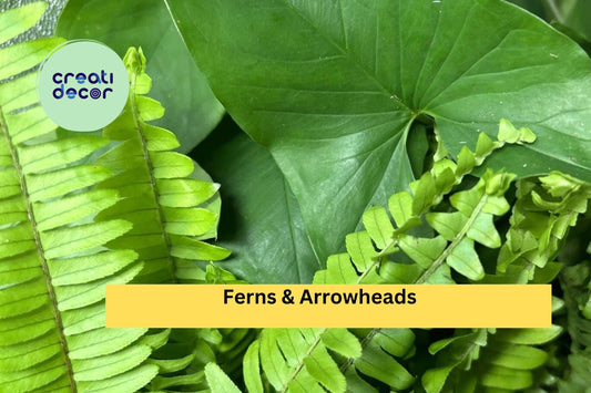 10 Rooted Plant Cuttings – Mix of Ferns and Arrowhead Plants, Healthy Live Starter Houseplants for Indoor Pots or Tropical Garden Decor