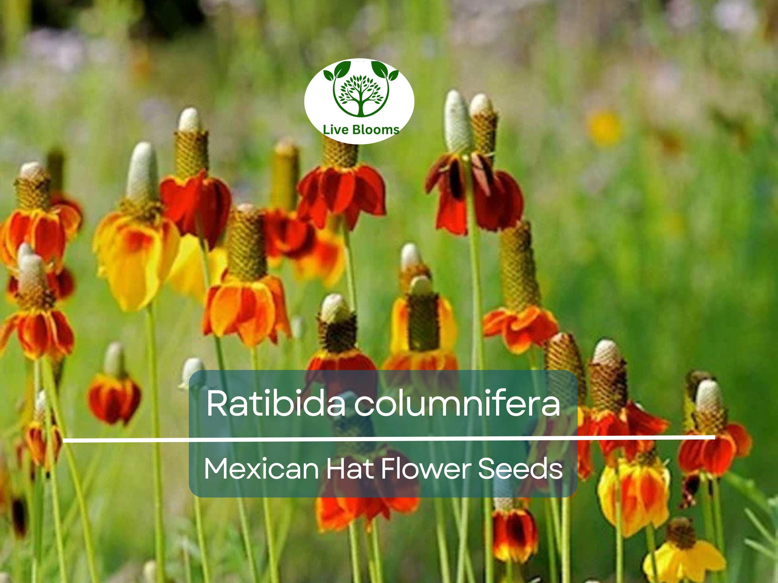 250 Seeds Mexican Hat (Ratibida columnifera) for Planting | Vibrant Native Wildflower for Meadows & Pollinator-Friendly Gardens
