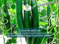 10 Seeds Cucumber Chinese Snake Curved - Cucumis sativus | Unique Heirloom Cucumber for Planting, Gardening & Crisp, Long Harvest