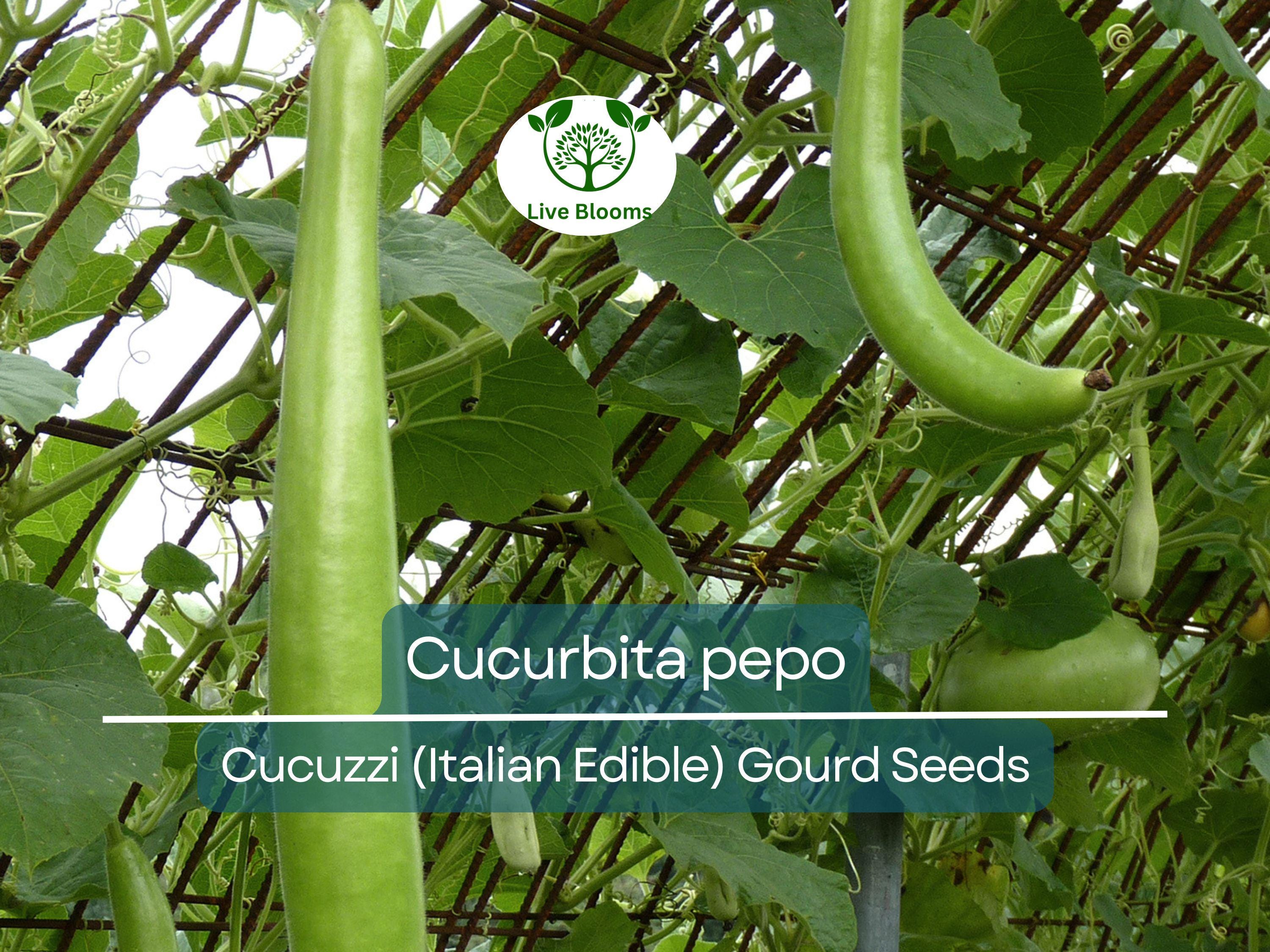 10 Seeds Cucuzzi Italian Edible Gourd (Cucurbita pepo) – Long, Tender, Non-GMO, Perfect for Cooking, Easy to Grow, Organic Garden Planting