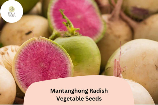 500+ Mantanghong Radish Seeds – Heirloom Asian Red Radish for Garden Planting
