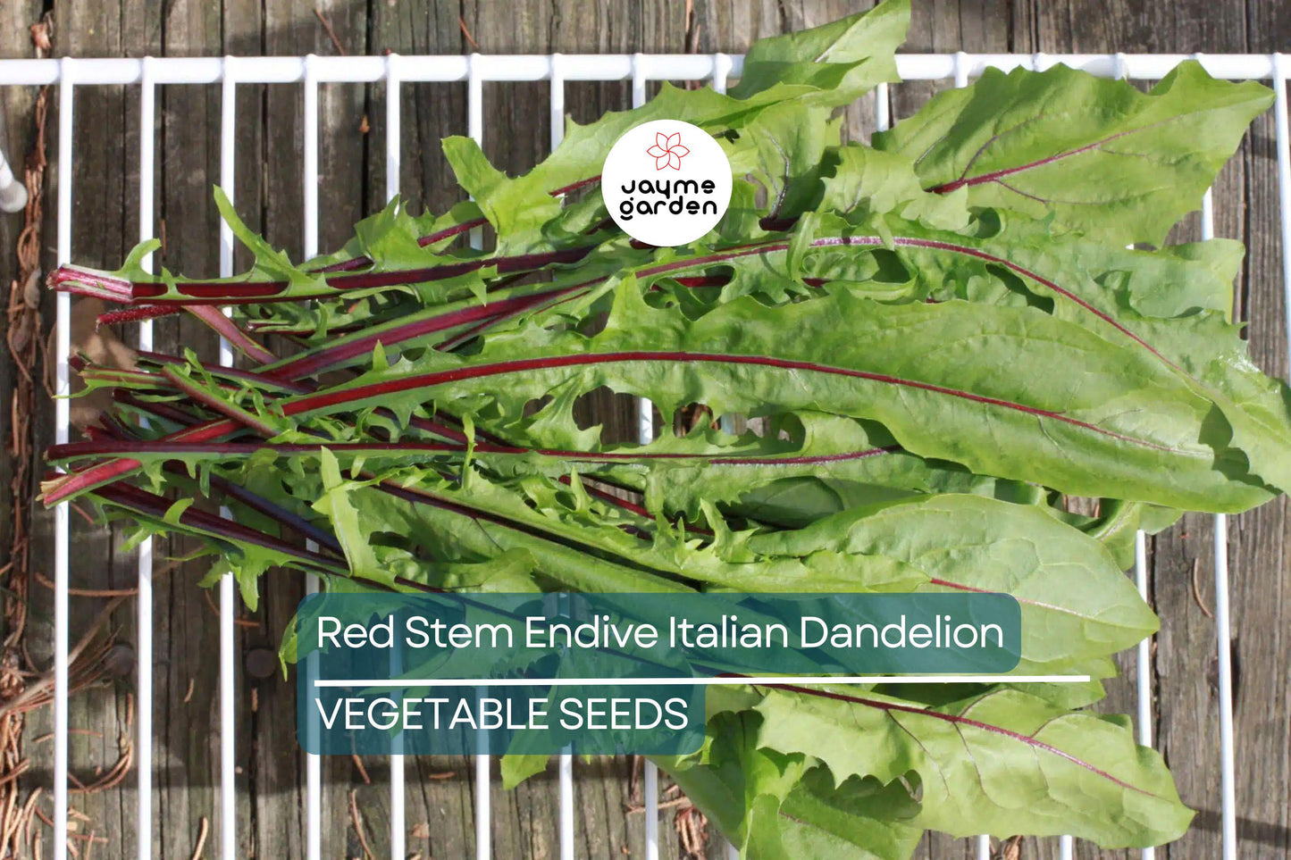 500 Red Stem Endive Italian Dandelion Seed (Chicory), Non-GMO Heirloom, Cold Tolerant, Free Shipping