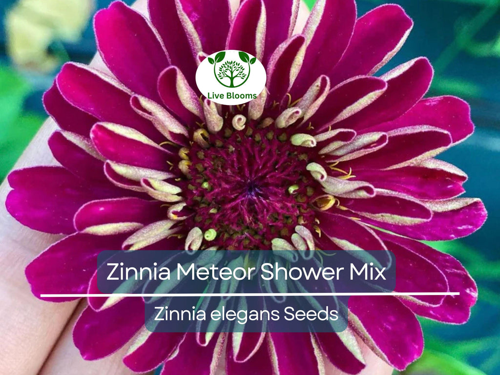 100 Seeds Zinnia Meteor Shower Mixed Colors 5" Flowers Non-GMO (Zinnia elegans)