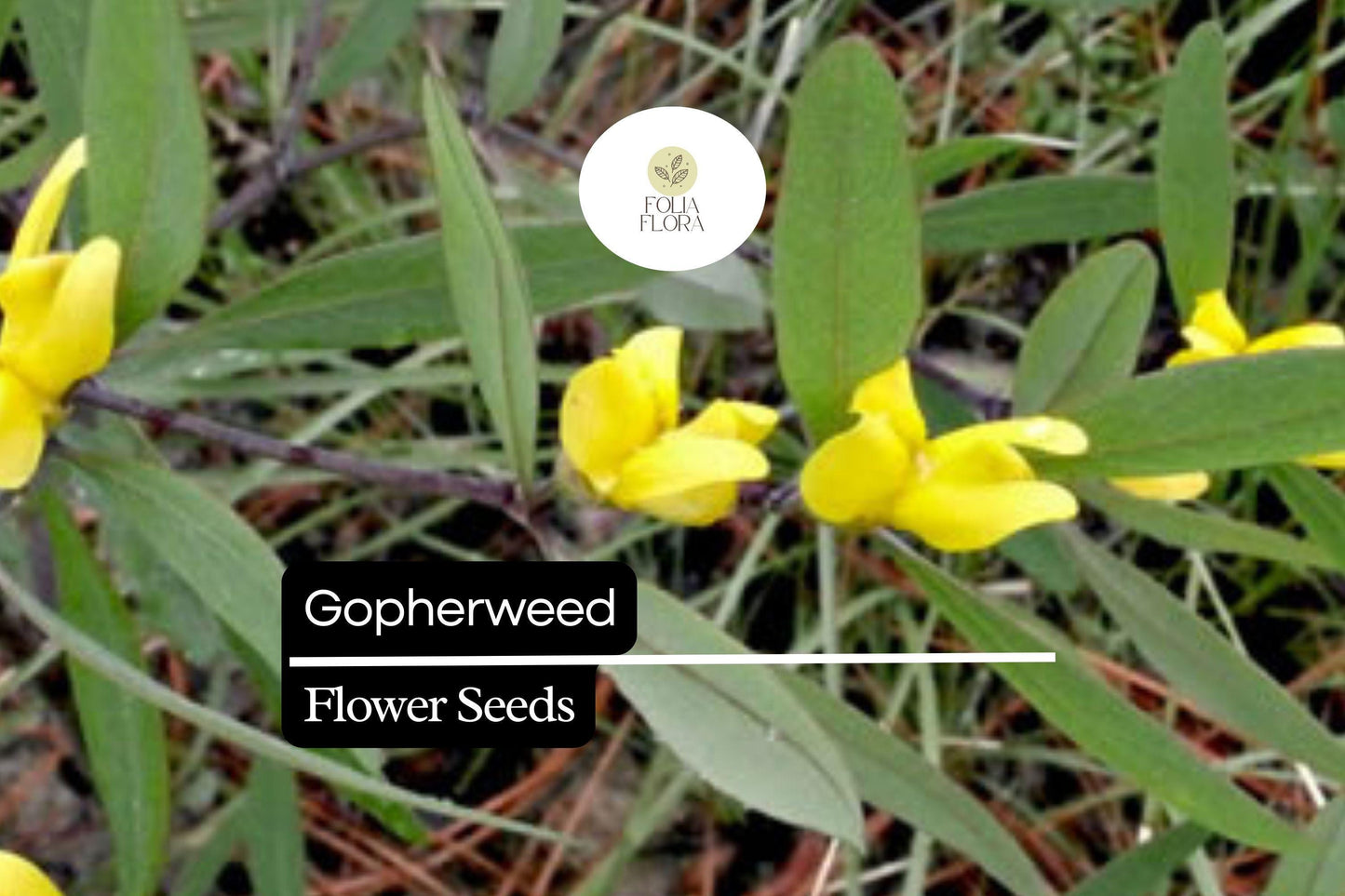 Gopherweed Seeds (Baptisia lanceolata) | 25 Seeds | Hardy Native Perennial for Pollinators