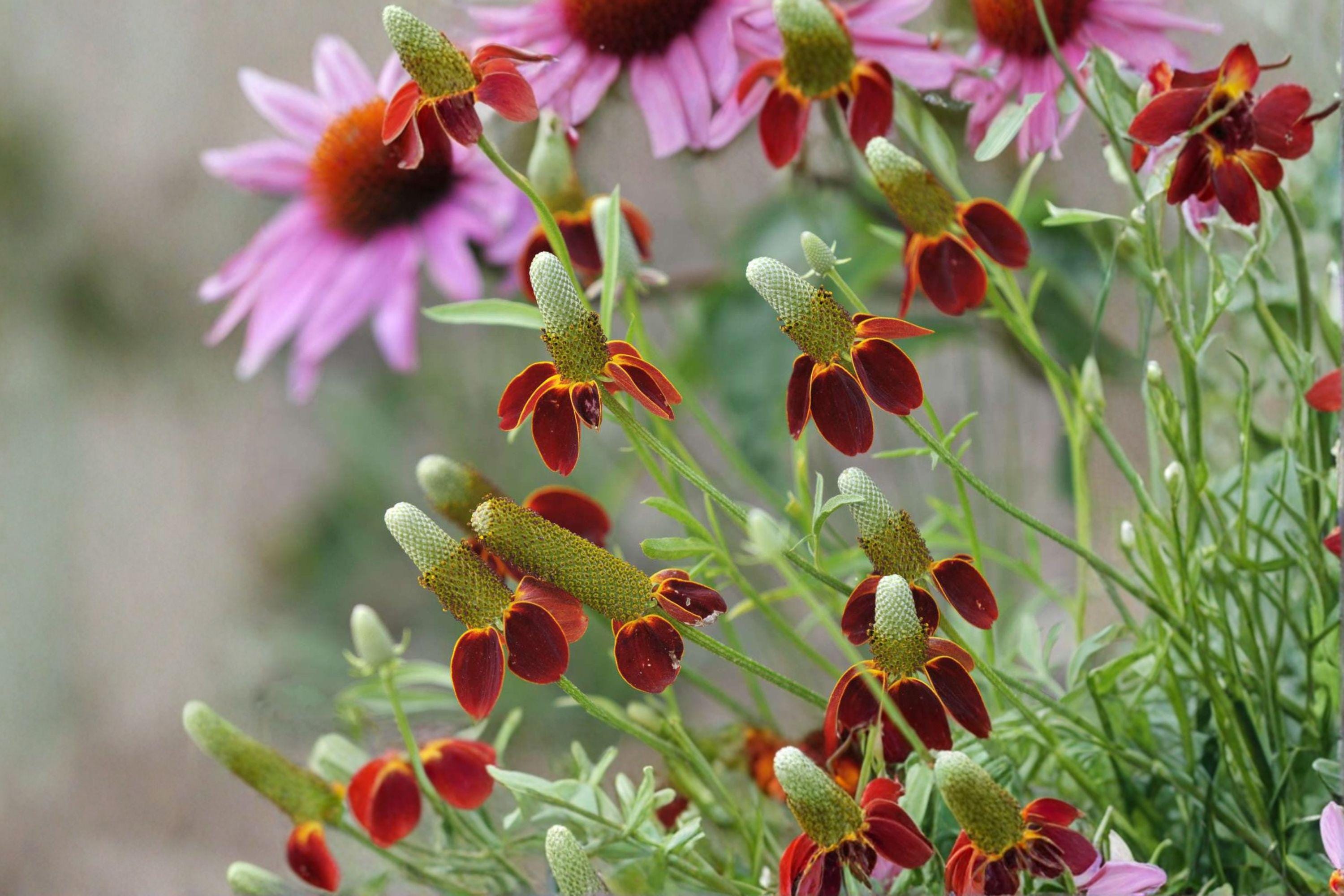 Mexican Hat Wildflower 250 Seeds | Native Prairie Flower | Long Bloom Season | Pollinator Favorite