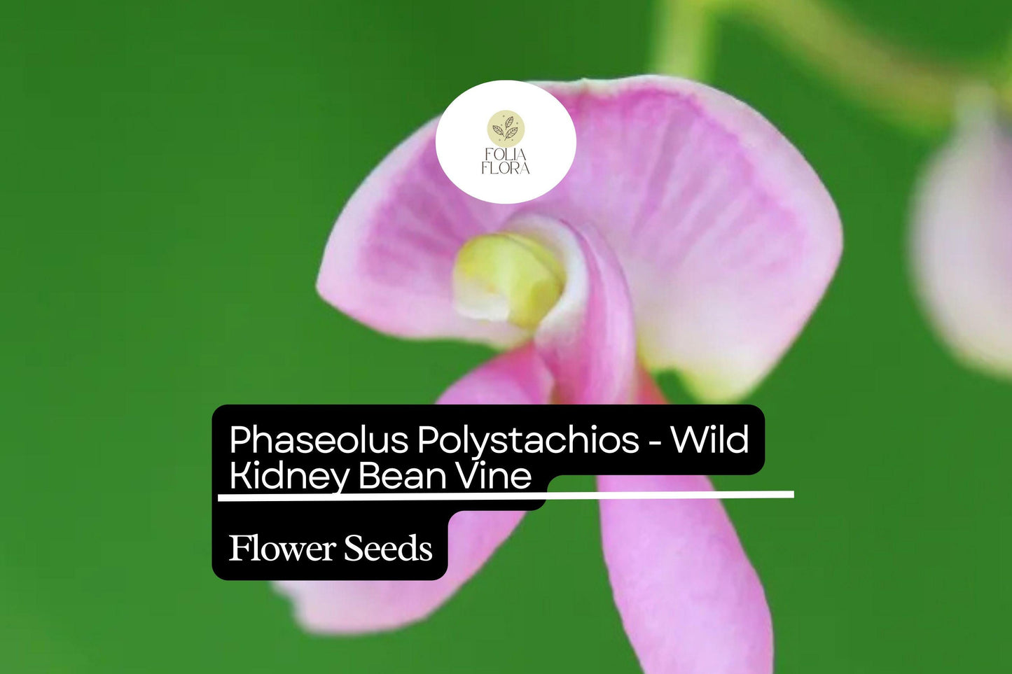 5 Seeds Phaseolus polystachios - Wild Kidney Bean Vine, Native Perennial Climber