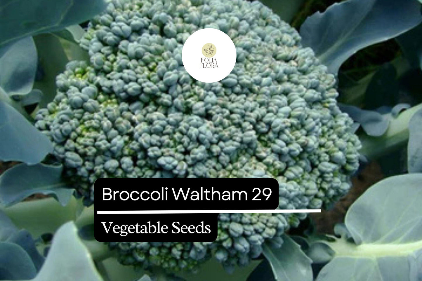 500 Waltham 29 Broccoli Seeds – Brassica oleracea – Heirloom, Cold-Hardy, High-Yield, Sweet & Tender