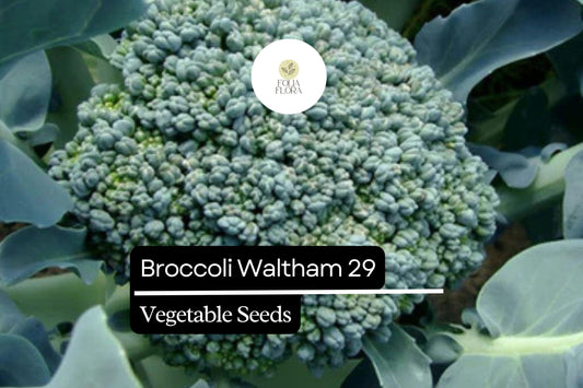 500 Waltham 29 Broccoli Seeds – Brassica oleracea – Heirloom, Cold-Hardy, High-Yield, Sweet & Tender