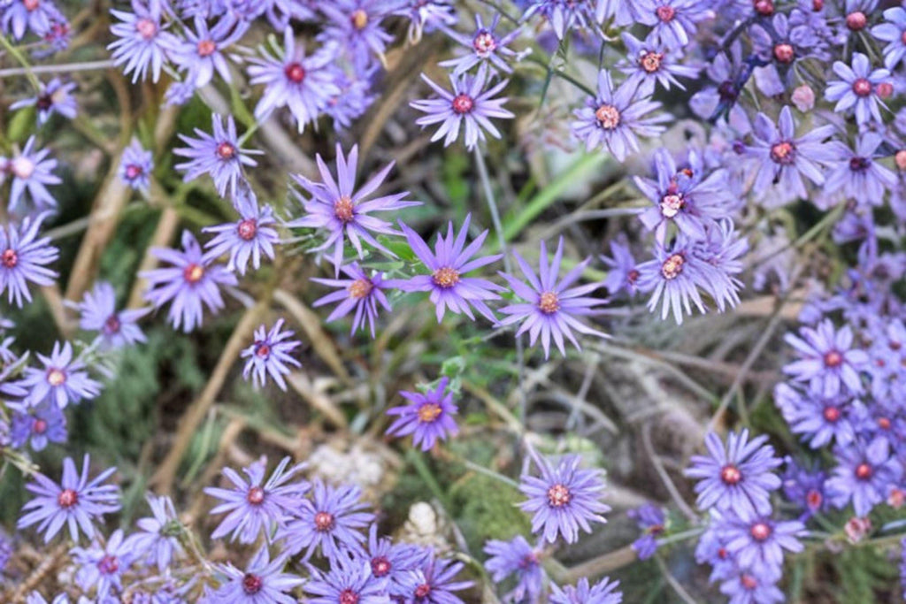 Symphyotrichum sericeum – Silky Aster | 100 Seeds | Native Purple Aster Wildflower | Pollinator Garden Plant