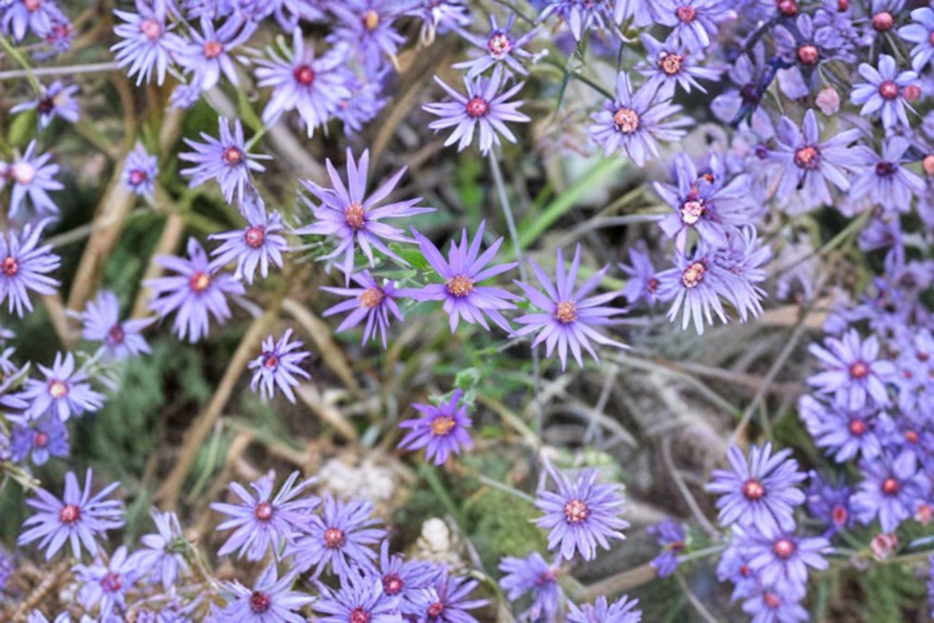 Symphyotrichum sericeum – Silky Aster | 100 Seeds | Native Purple Aster Wildflower | Pollinator Garden Plant