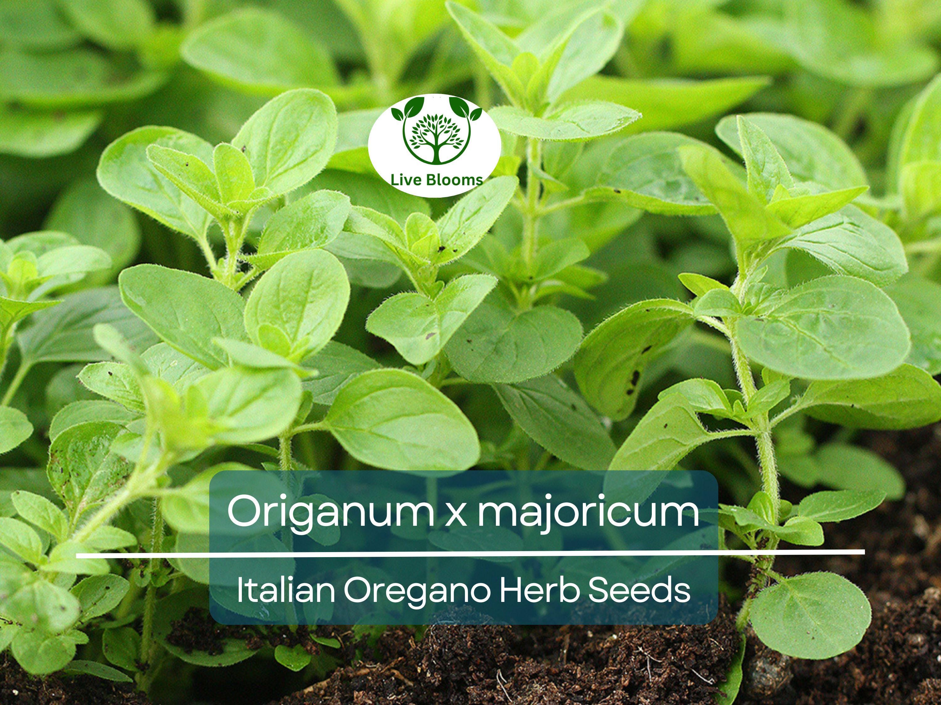 100 Italian Oregano Seeds for Planting - Origanum x majoricum - Aromatic Herb for Cooking, Mediterranean Dishes, Kitchen & Herb Gardens