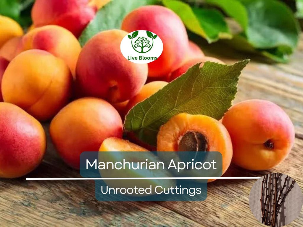6 Manchurian Apricot Unrooted Cuttings (Prunus armeniaca) Organic Hardwood Scion Wood - Ideal for Grafting, Apricot Tree Propagation