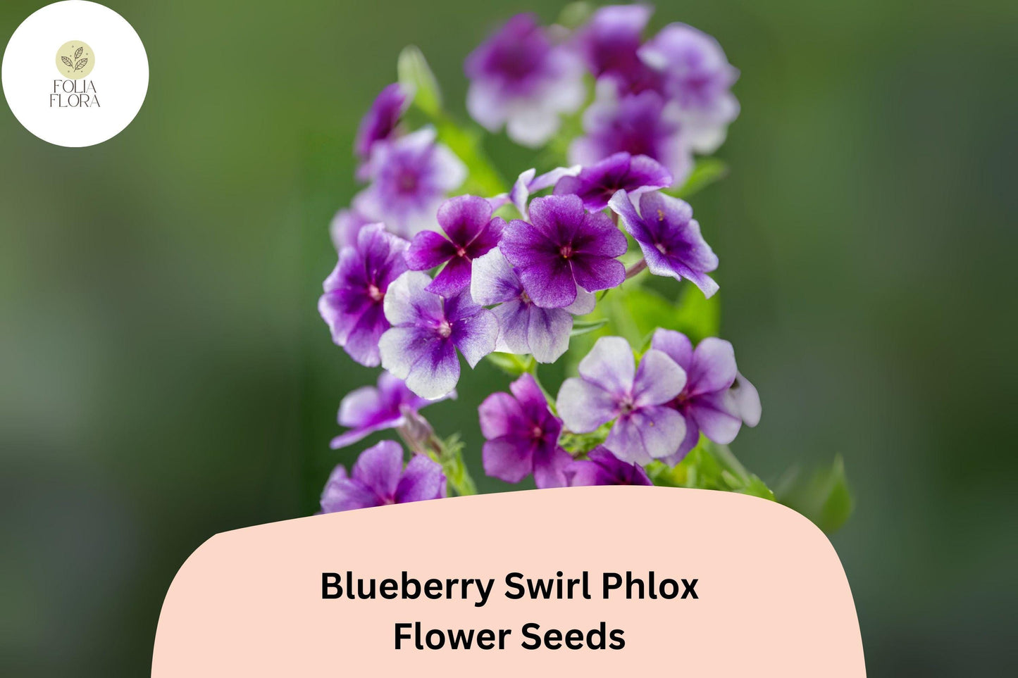 100+ Blueberry Swirl Phlox Seeds for Planting | Phlox drummondii Annual Flower Seeds | Purple & White Blooms for Garden Beds