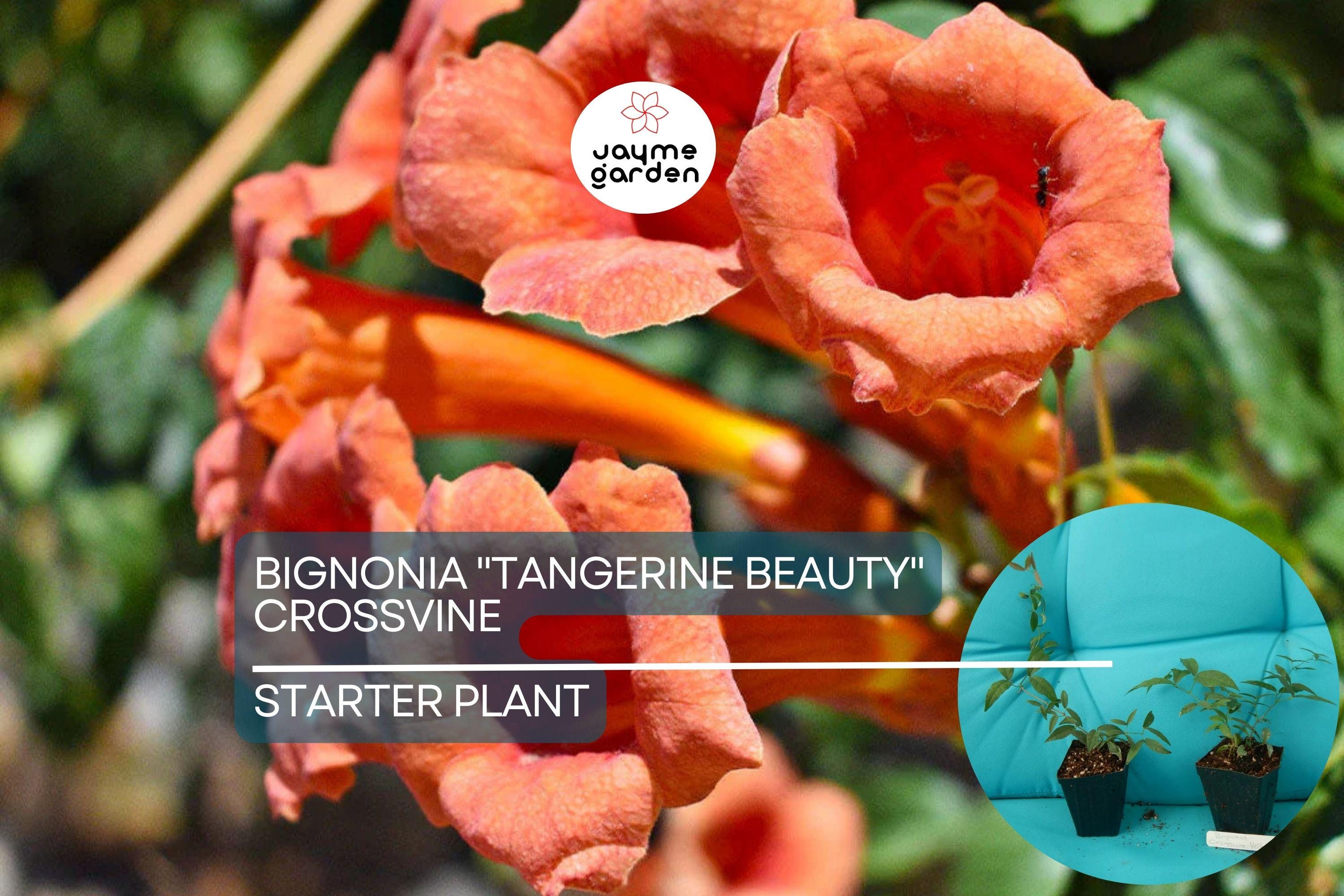 1 Tangerine Beauty Crossvine | Bignonia Rooted Starter Plant | Butterfly Magnet | Vibrant Orange Blooms | Fast-Growing Climber