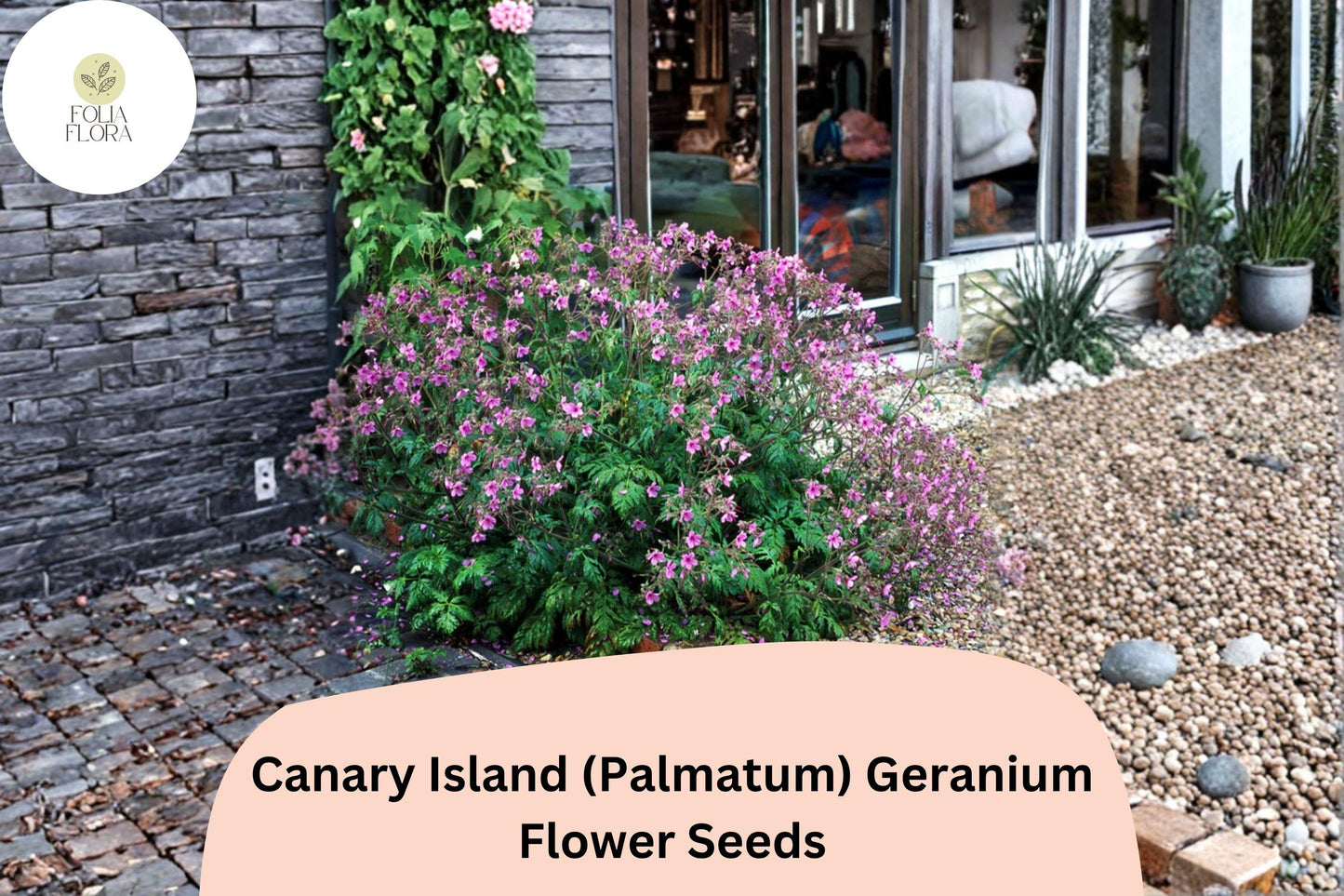 25+ Canary Island (Palmatum) Geranium Seeds | Exotic Pink Flowers | Hardy Perennial for Garden or Pots