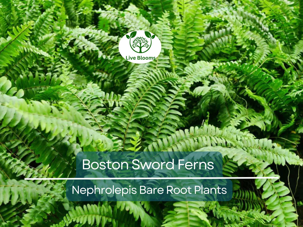 12 Boston Sword Ferns - Nephrolepis Exaltata - Bare Root Live Plants Bundle - Indoor Air Purifier Ferns