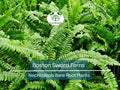 12 Boston Sword Ferns - Nephrolepis Exaltata - Bare Root Live Plants Bundle - Indoor Air Purifier Ferns