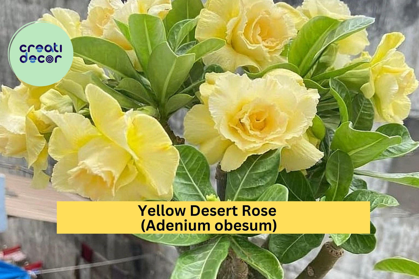 Double Yellow Desert Rose – Adenium obesum – Live Starter Plant, No Pot, Bright Flowering Succulent for Indoor or Garden Display