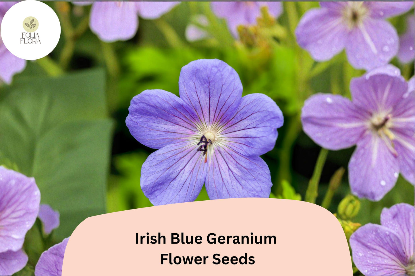 25+ Irish Blue Geranium Seeds for Garden Planting – Vibrant Blue Flowers, Hardy Perennial, Easy to Grow