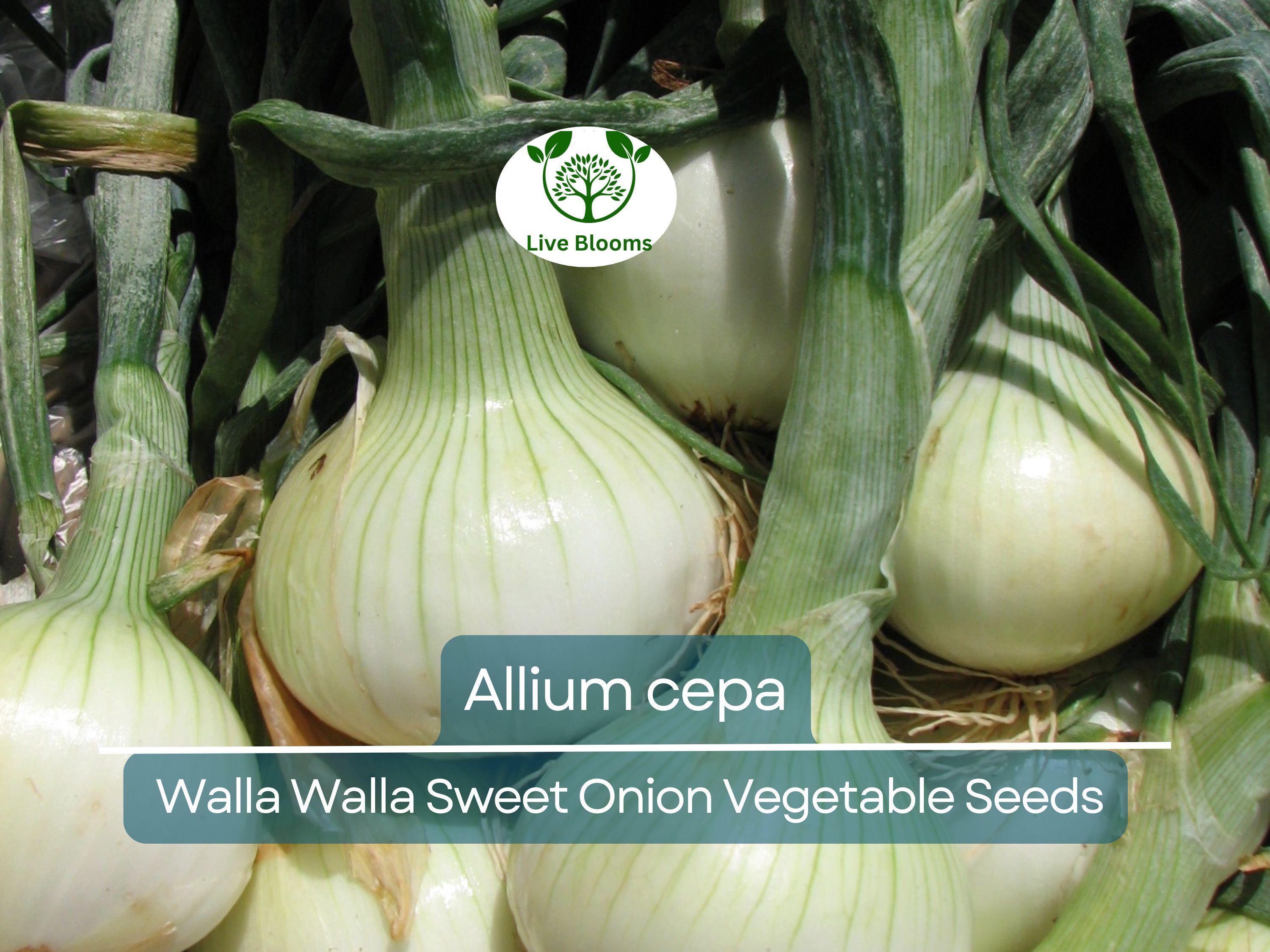 250 mg Seeds Walla Walla Sweet Onion – Allium cepa | Heirloom Sweet Onion for Planting, Gardening & Delicious Harvests