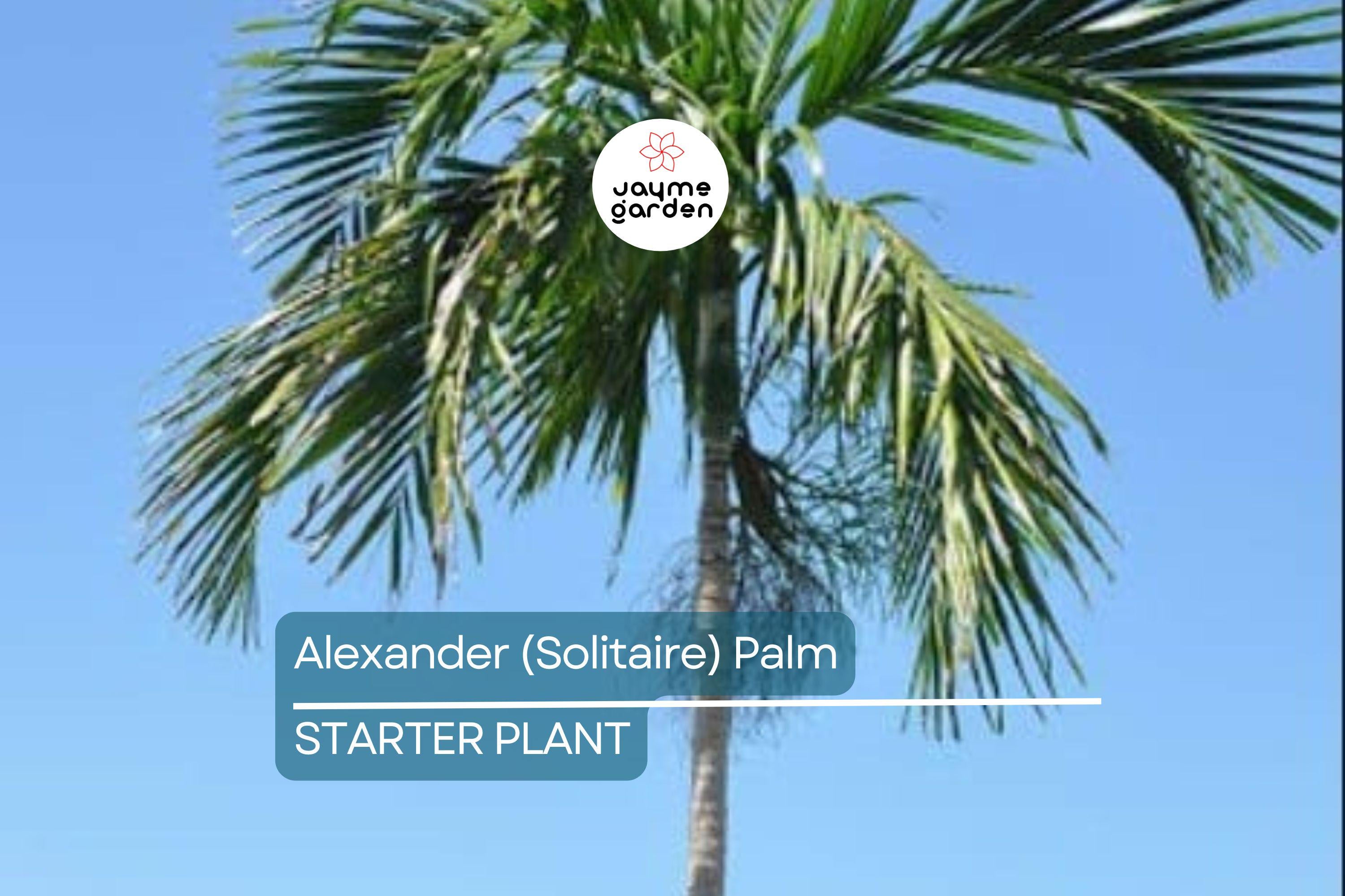 6 Alexander (Solitaire) Palm Tree Seedlings | Live Bare Root Starter Plants 4-7" Tall | Tropical, Self-Cleaning | Easy-Care Landscaping