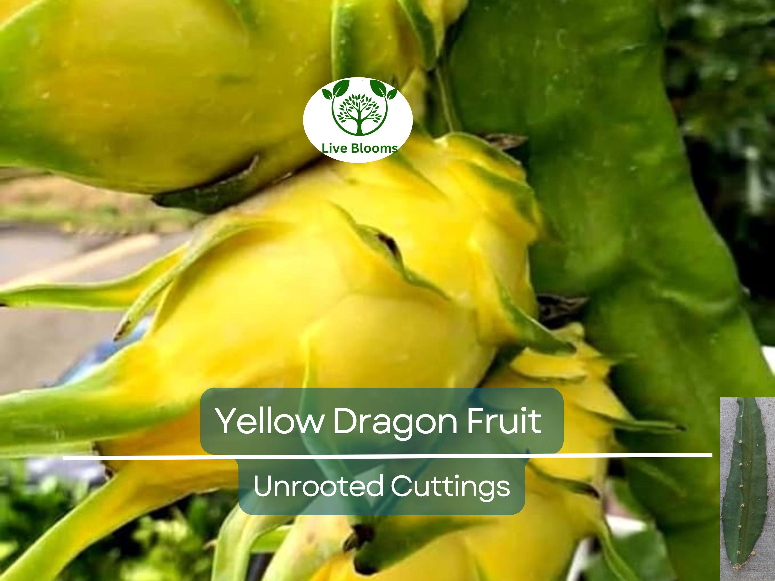 1 Yellow Dragon Fruit Palora Variety Fresh Cutting 3-4" for Rooting, Hylocereus megalanthus, Sweet Yellow Fruit, Tropical Plant Cutting
