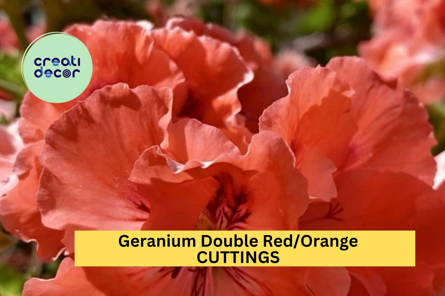 3 Double Red/Orange Geranium Cuttings – Fresh Pelargonium for Rooting, Vibrant Blooms for Pots, Borders & Containers – USA