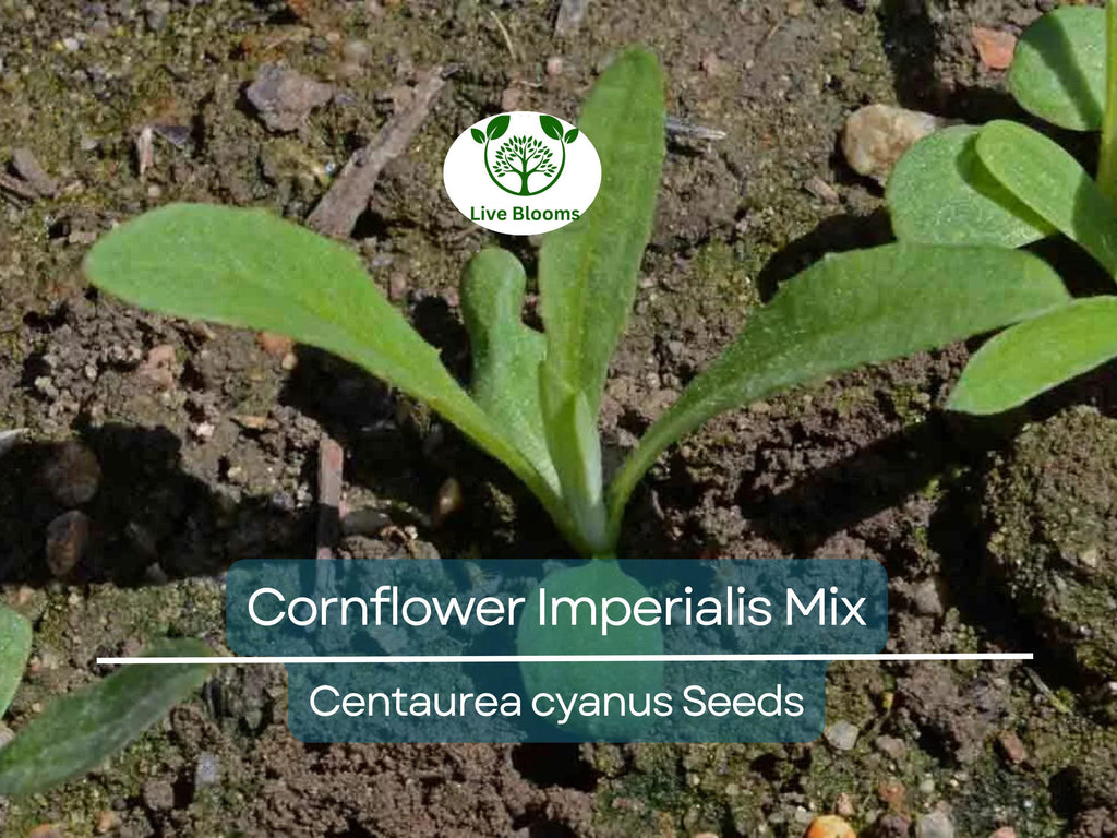 100 Seeds Cornflower ‘Imperialis Mix’ – Centaurea cyanus – Bachelor Button Purple Blend – Non-GMO Heirloom Flowers for Pollinators