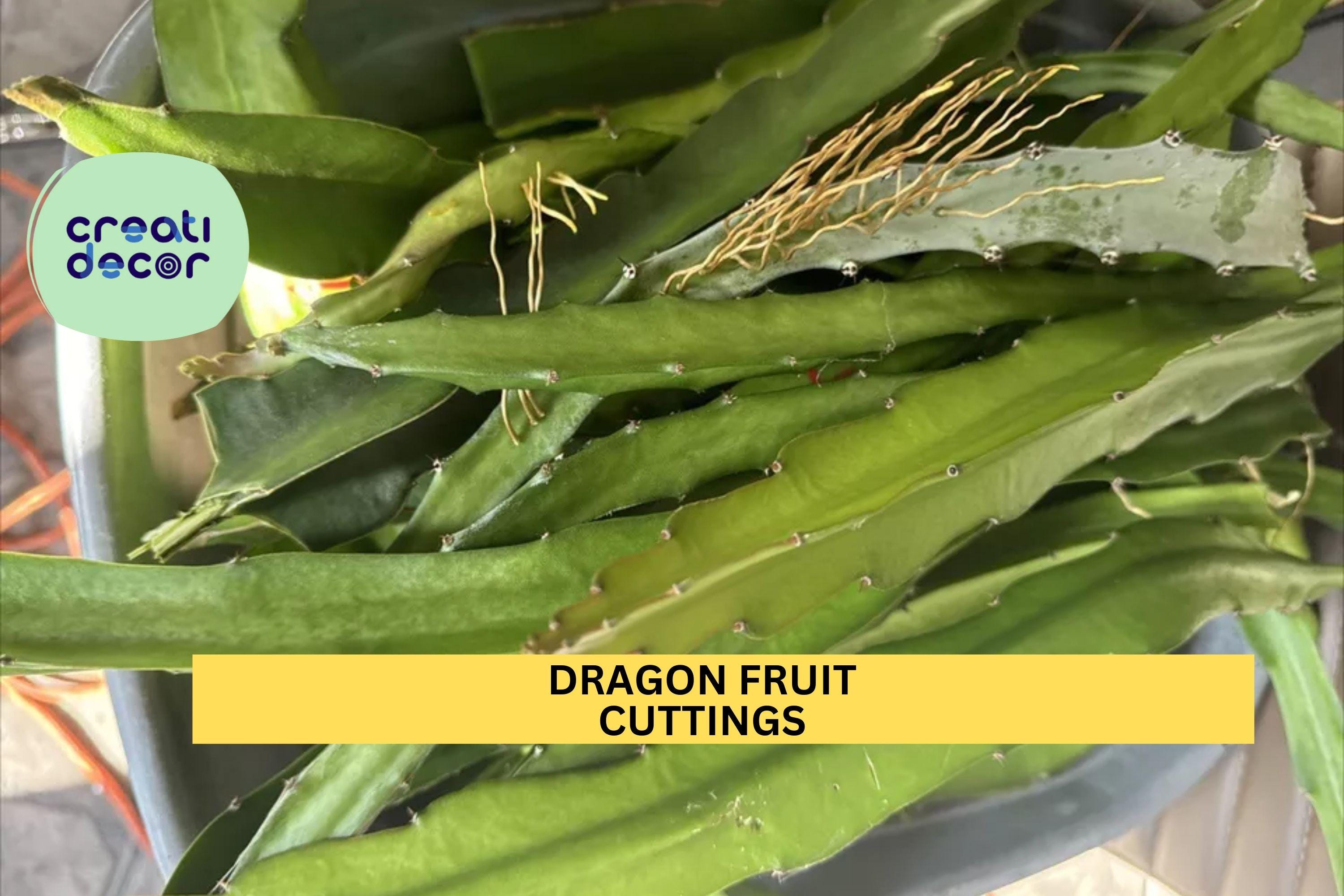 1 Dragon Fruit Cuttings | 8"+ Unrooted Stem | Random Variety | Hylocereus Cactus Starter | Grow Your Own Pitaya Plant | Easy to Root