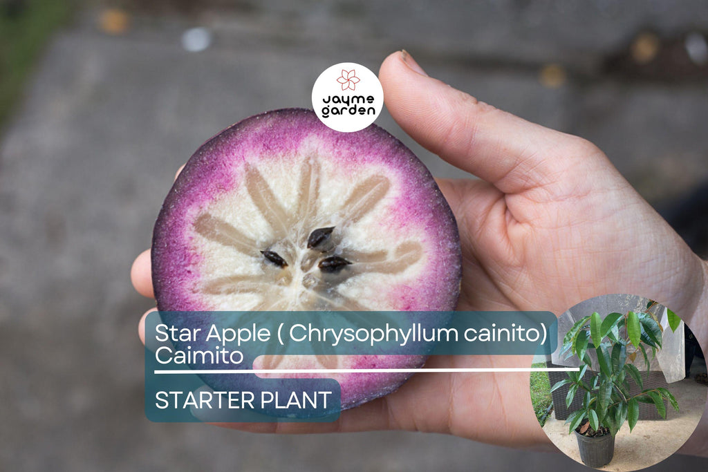 Star Apple Tree (Chrysophyllum cainito) 1′–2′ – Tropical Live Fruit Tree with Sweet, Starry Fruits