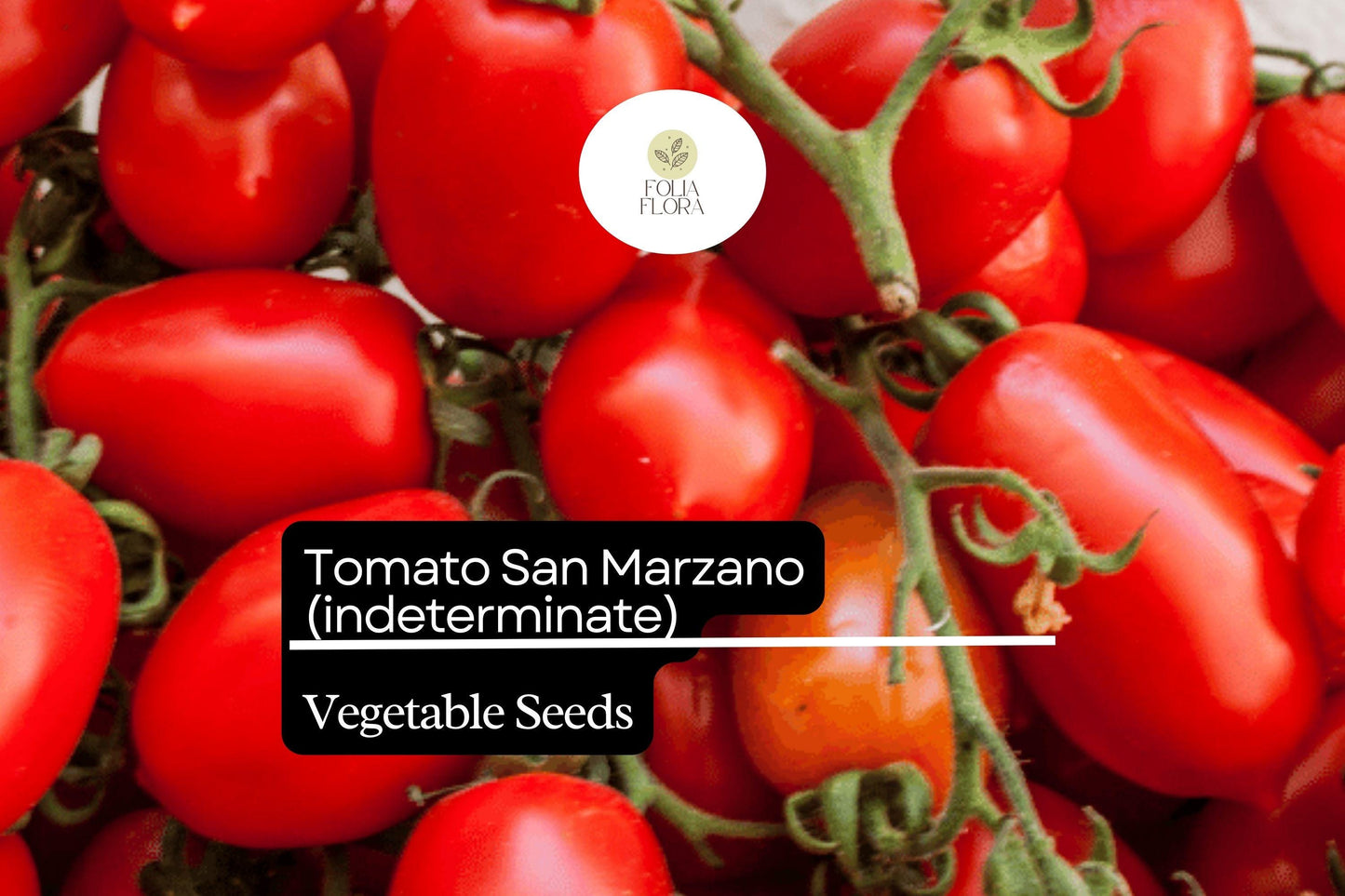 30 Seeds San Marzano Short Vine Tomato, Lycopersicon Esculentum, Indeterminate Heirloom Variety