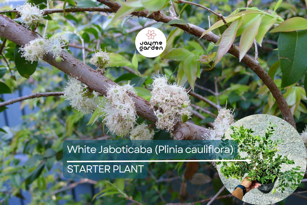 White Jaboticaba Starter Plant (Plinia cauliflora) Unique Tropical Fruit Tree Live Plant 8”-15” | Sweet & Exotic Garden Addition