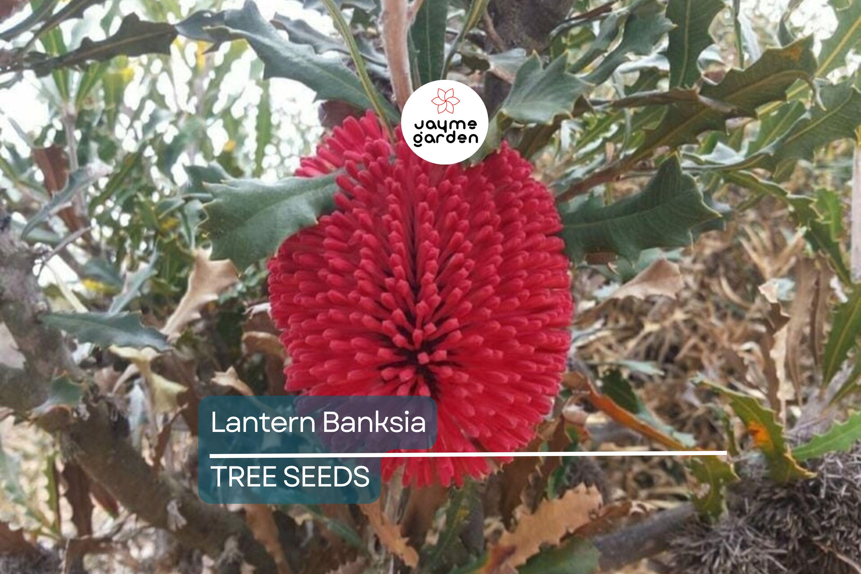 5 Lantern Banksia "Fireworks" Seeds (Banksia ericifolia) – 8' Tall, Exotic Flowering Shrub