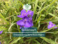25 Spiderwort Plants – Bare Root Rhizomes – Tradescantia virginiana – Hardy Perennial with Purple Flowers for Sun or Shade