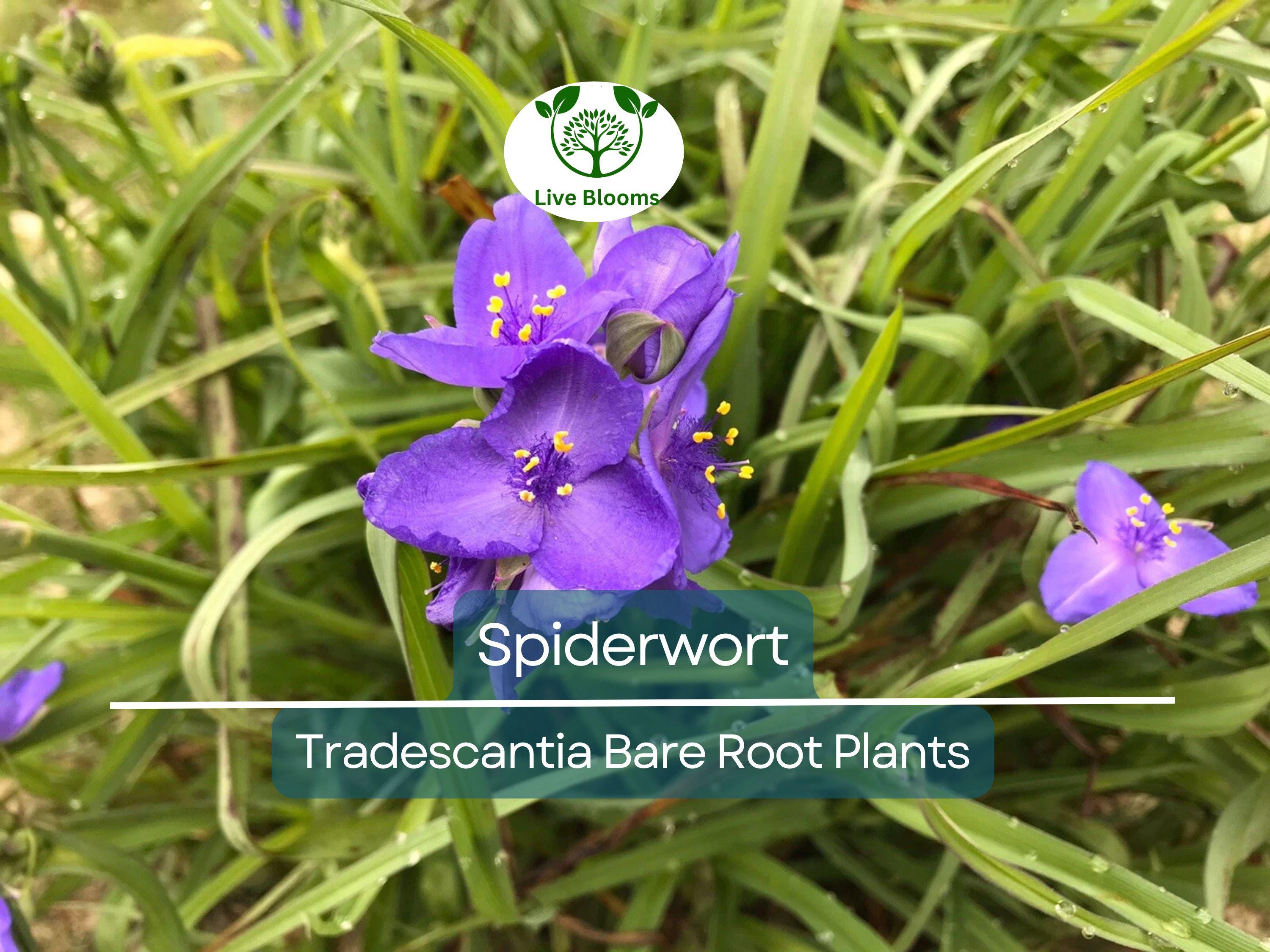 25 Spiderwort Plants – Bare Root Rhizomes – Tradescantia virginiana – Hardy Perennial with Purple Flowers for Sun or Shade