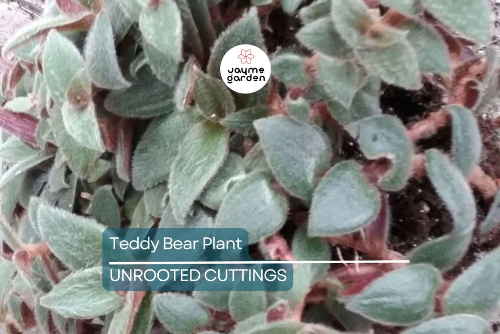 Teddy Bear Plant Cuttings - 4+ Healthy Cuttings for Propagation, Easy to Grow