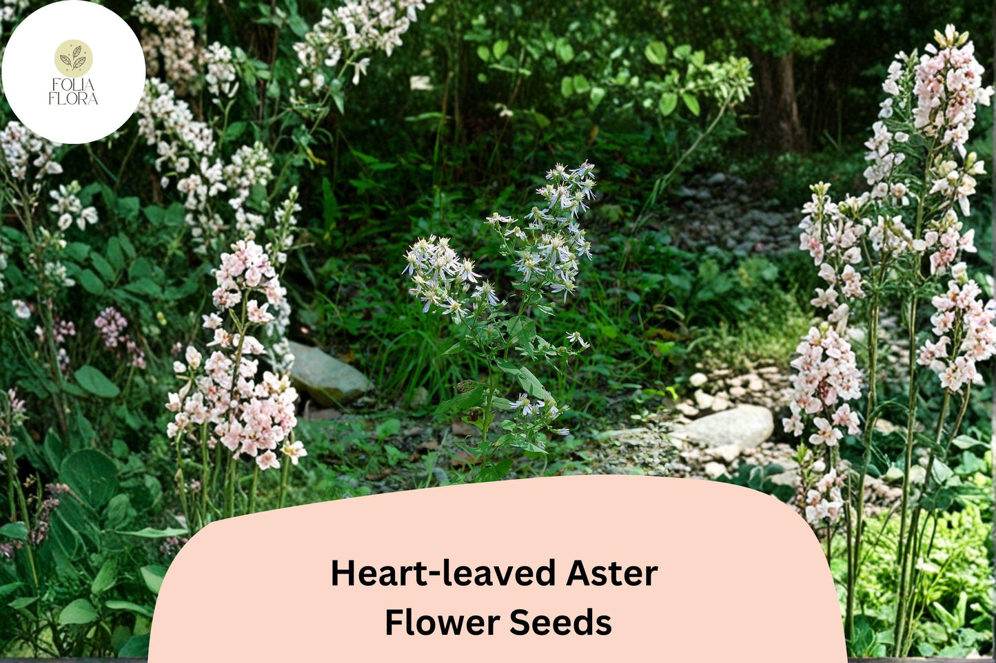 500 Symphyotrichum cordifolium Seeds | Heart-leaved Aster | Native Purple Wildflower for Shade & Pollinator Gardens