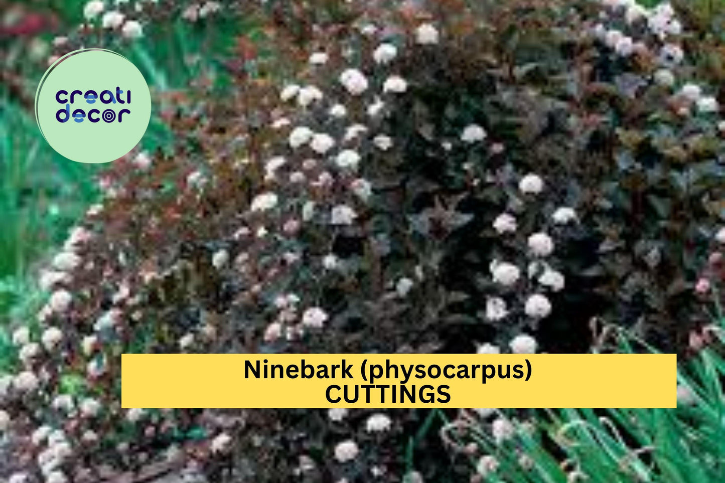 5 Summer Wine Ninebark Cuttings (8") – Deep Burgundy Foliage Shrub for Propagation, Landscape Hedge & Garden Borders – USA