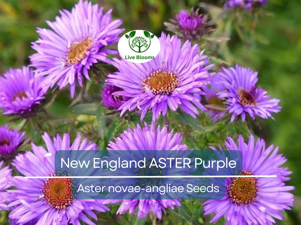 500 Seeds New England ASTER Purple, Perennial, Heirloom, Fall Planting, Non-GMO, Attracts Pollinators, Beautiful Purple Blooms