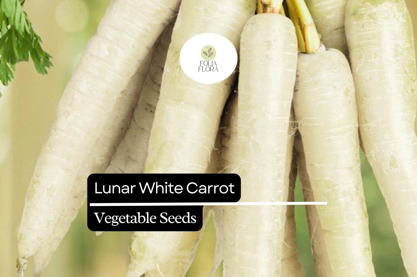 200 Seeds Lunar White Carrot (Daucus carota) – Unique Heirloom Carrot with Sweet, White Roots