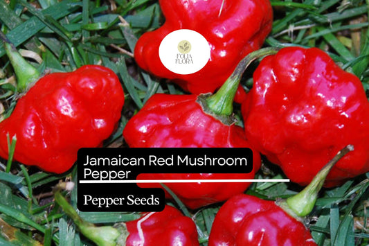 20 Jamaican Red Mushroom Pepper Seeds – Capsicum chinense – Heirloom, Spicy & Unique, High-Yield, Non-GMO