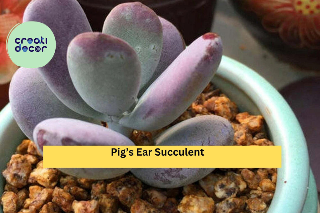Cotyledon Orbiculata Succulent Plant – Live Rooted 2" Pot, Indoor Decorative Succulent, Easy Care Houseplant, Silver Green Leaves, Gift Idea
