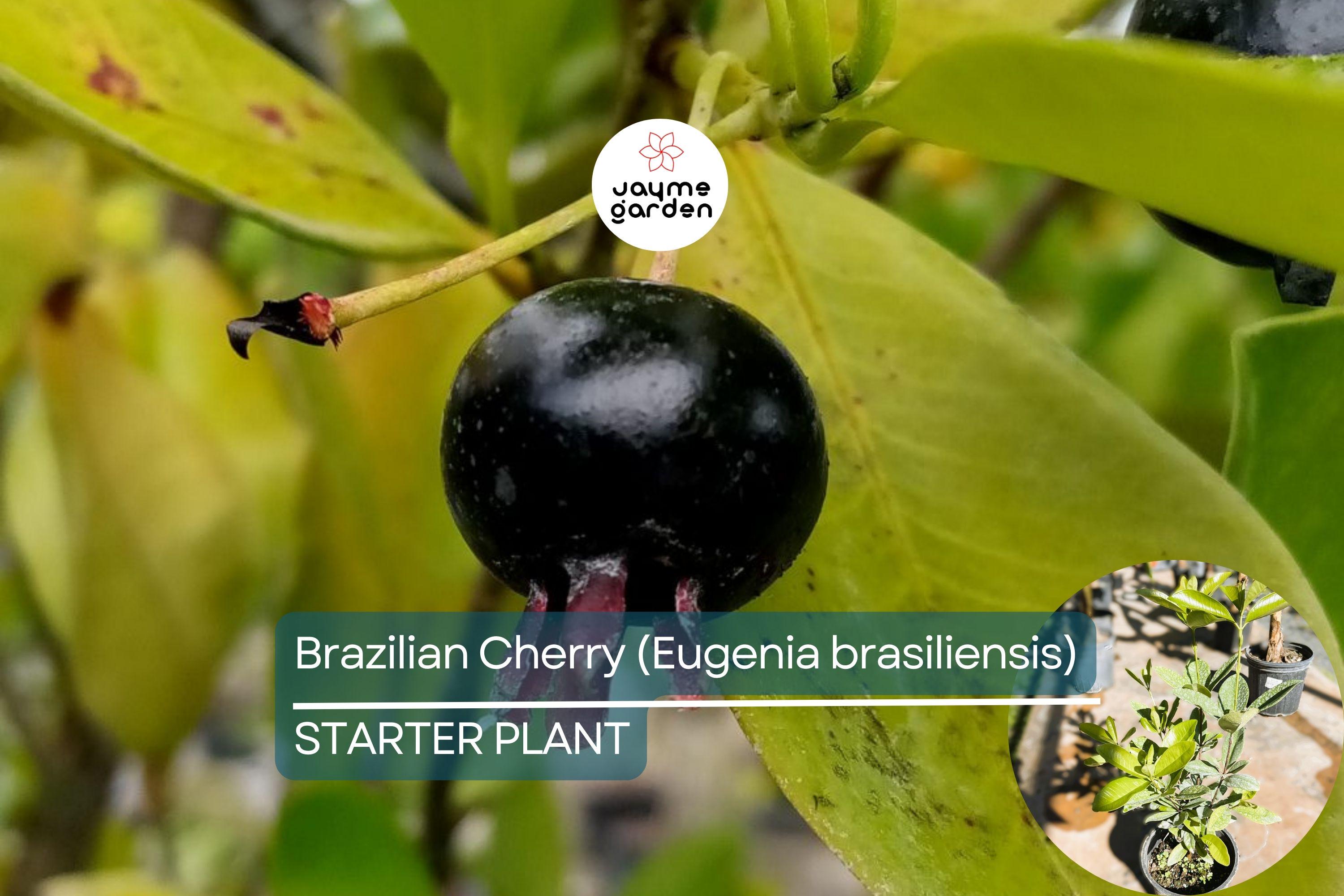1 Grumichama Tree (Eugenia brasiliensis) 1-2' Starter | Brazilian Cherry with Sweet-Tart Fruit, Perfect for Tropical Gardens