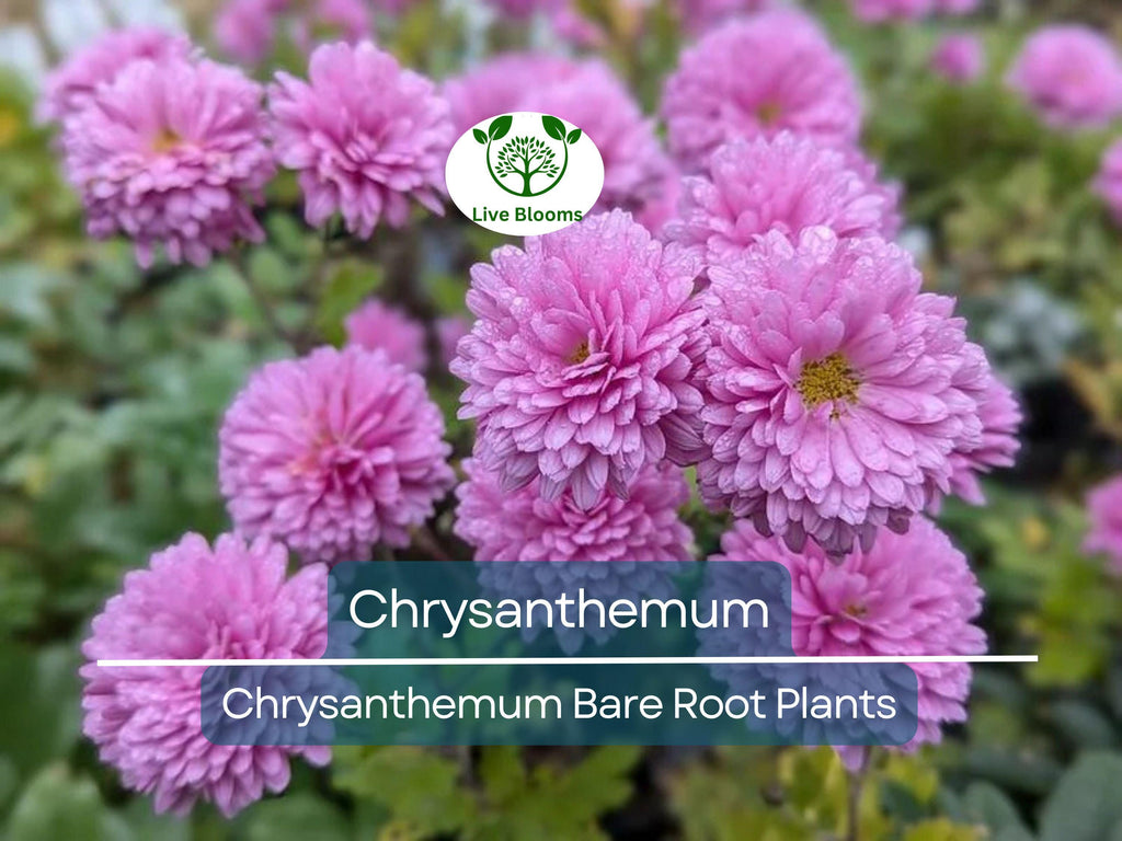 1 Live Chrysanthemum Plant – 3+ Year Old, Semi-Bare Root – Mixed Colors – Hardy Native Flowering Perennial
